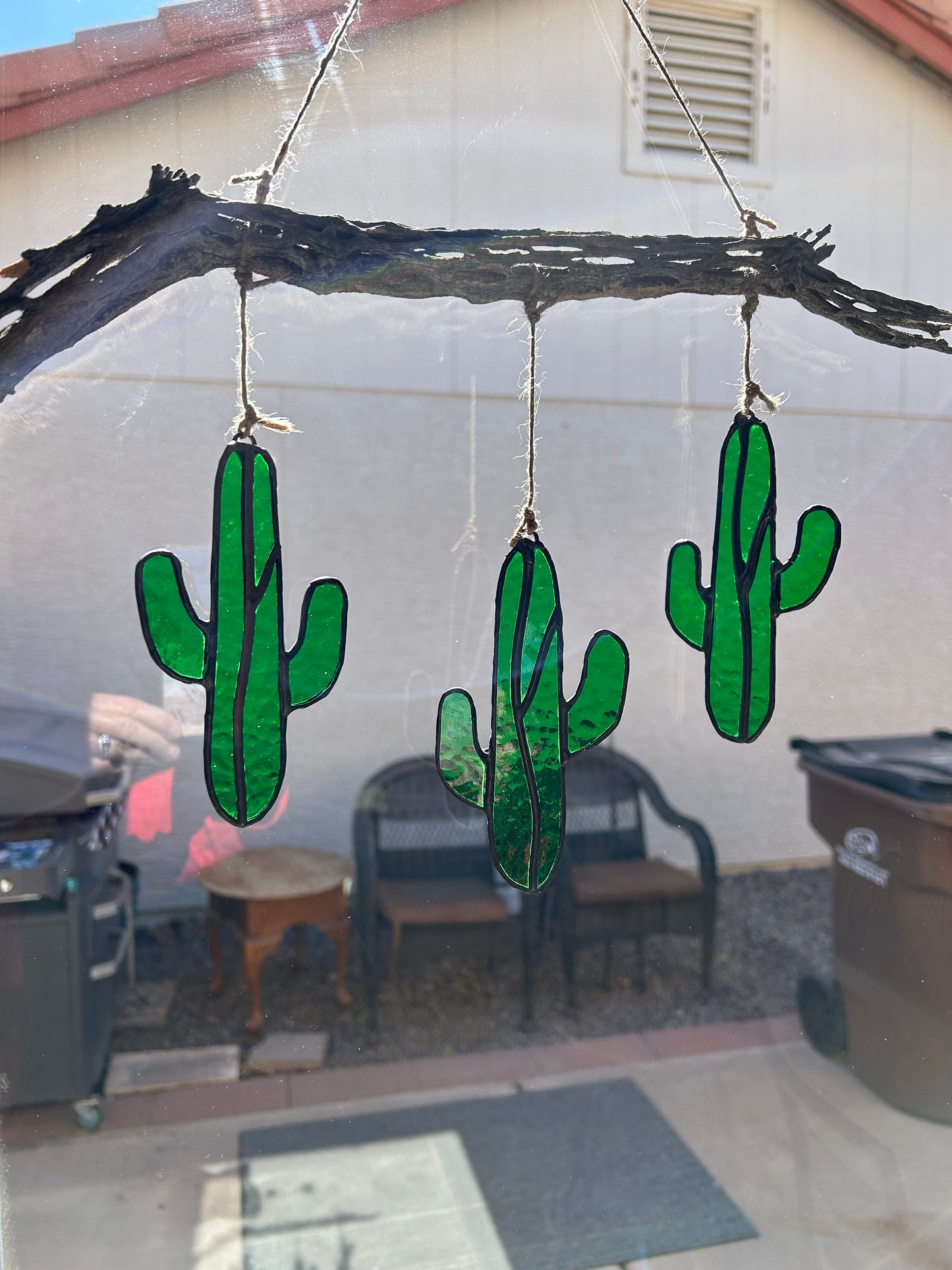 Cactus Hanging